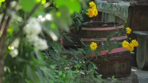 Small flowers in the garden  Stock Footage 197515710