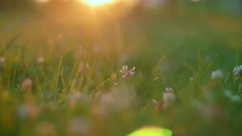 Small flowers in the grass in the light of the setting sun in the city park Stock Footage 164243105