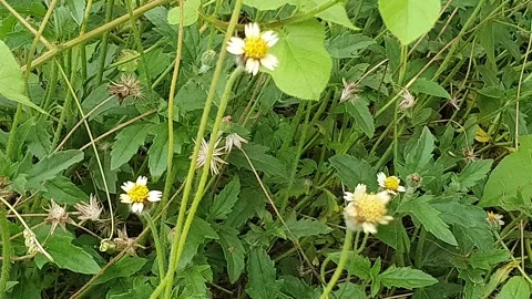 Small flowers grow wild on the side of the road Stock Footage 310310965