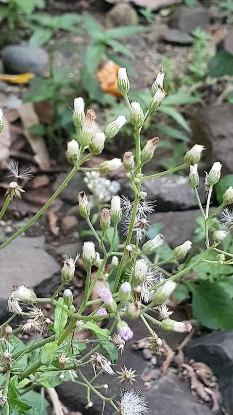 Small flowers grow wild on the side of the road Video stock 310718187