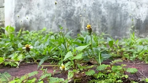 Small Flowers Grunge Stock Footage 206213287