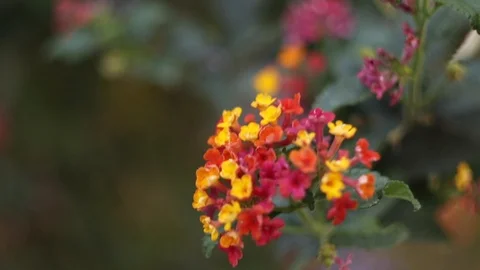 Small flowers lantana Stock Footage 126538334