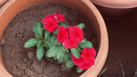 Small flowers in a large pot Stock Footage 234052314