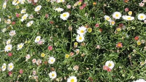 Small flowers moved by the wind Stock Footage 210154477