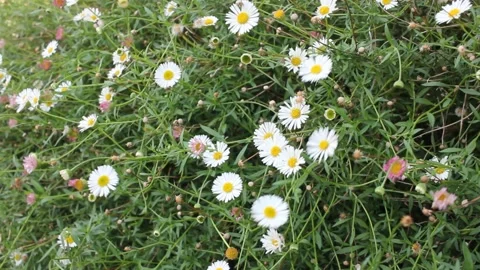 Small flowers moved by the wind Stock Footage 217026593