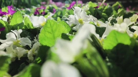 Small flowers, multi-colored, smooth movement back Vidéo 130212524