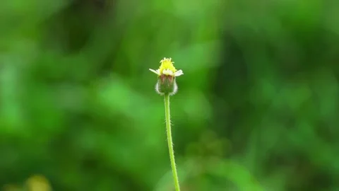 Small flowers on nature background in slow motion. Stock Footage 169209331