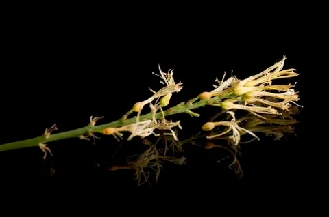 Small flowers Foto stock