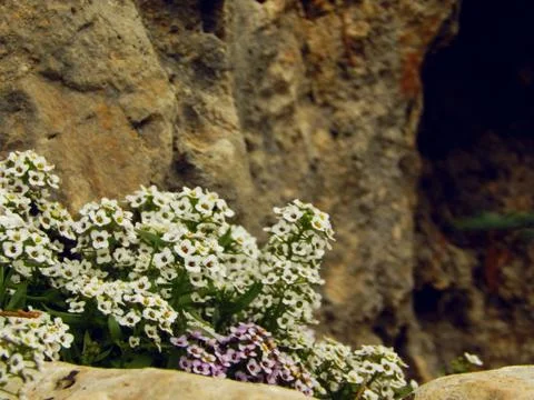 Small  flowers Stock Photos