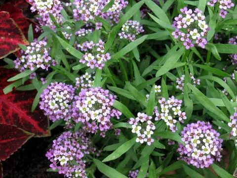 Small flowers Stock Photos