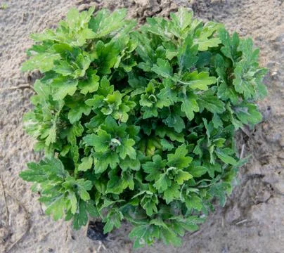 Small flowers Foto stock