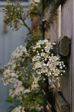 Small flowers Stock Photos