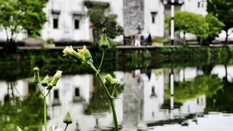 Small flowers by the pool Stock Footage 313389723