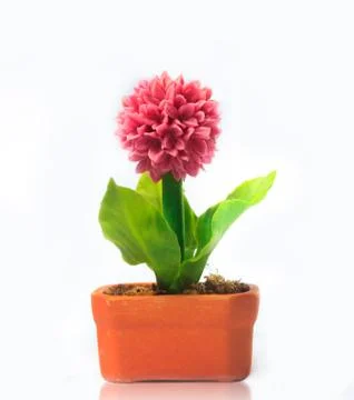 Small flowers in pot Stock Photos