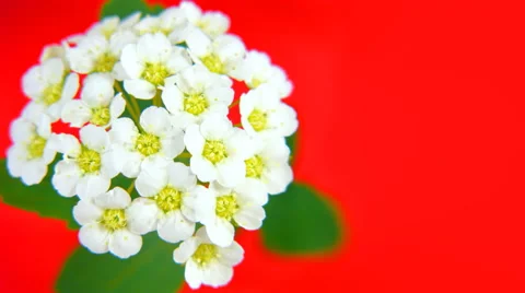 Small flowers on red 4k Stock Footage 52636702