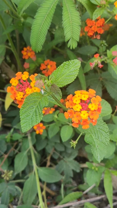 Small flowers starting to bloom on a sunny day look beautiful 스톡 동영상 249233166
