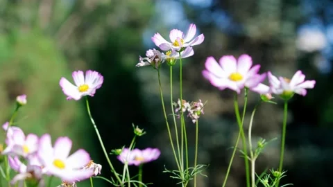 Small flowers in the sun Stock Footage 258113269