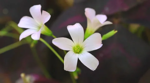 Small flowers in the windy day Stock Footage 37272630