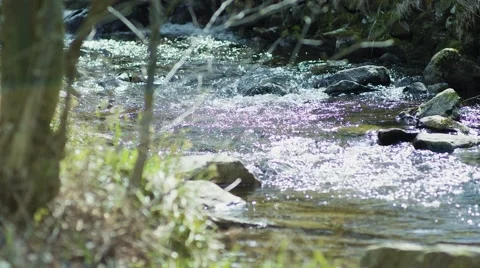 Small Flowing River 動画素材 63214689