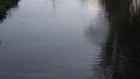 Small flowing river with weeping willows and foliage on the riverbank Stock Footage 94739949