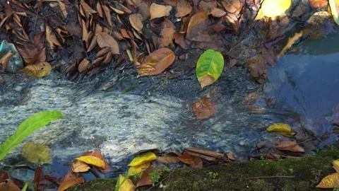 Small Flowing Stream With Floating Autumn Leaves And Mossy Stones In The Fore Stock Footage 340454778