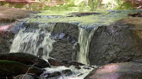A small flowing stream in a forest Stock Footage 342585530