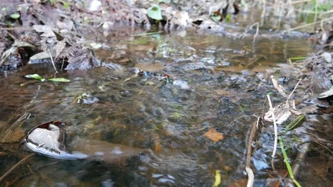 Small flowing stream in the middle of the forest. Stock Footage 120542864