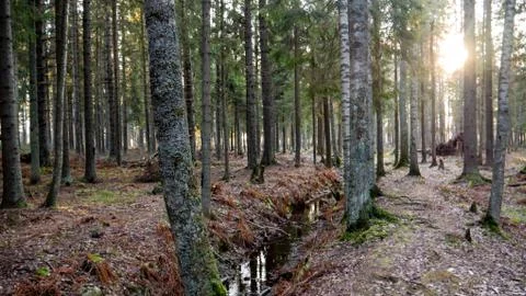 Small flowing stream in the middle of the forest. Stock Photos