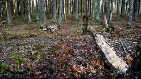 Small flowing stream in the middle of the forest. Stock Photos