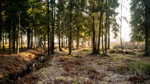 Small flowing stream in the middle of the forest. Stock Photos