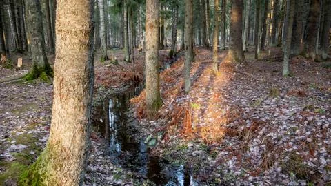 Small flowing stream in the middle of the forest. Foto stock