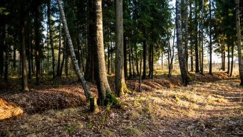 Small flowing stream in the middle of the forest. Stock Photos