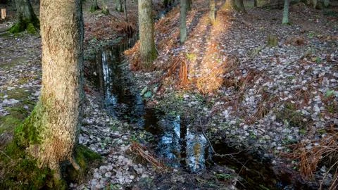 Small flowing stream in the middle of the forest. Stock Photos