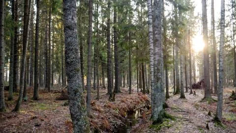 Small flowing stream in the middle of the forest. Stock Photos
