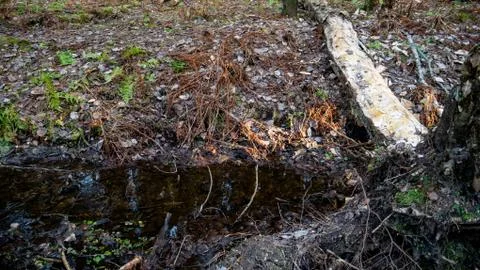 Small flowing stream in the middle of the forest. Stock Photos