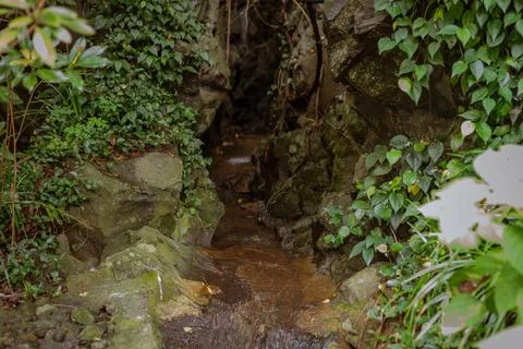Small Flowing Stream Passing Through Rocky Crevice Surrounded by Dense Gree.. Stock Photos