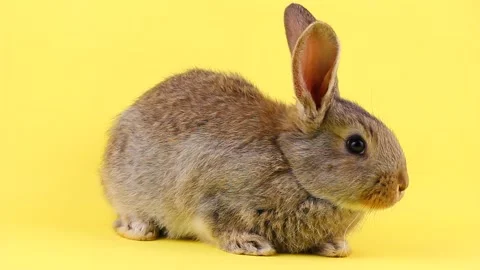 A small fluffy affectionate brown rabbit sits on a pastel yellow background Video stock 147572335