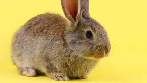 A small fluffy affectionate brown rabbit sits on a pastel yellow background Stock Footage 148131423
