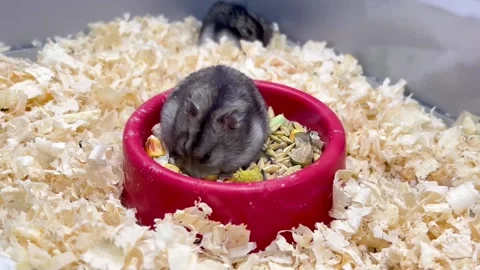 A small fluffy animal hamster eats grain. An interesting hamster. Face of an Stock Footage 244152298