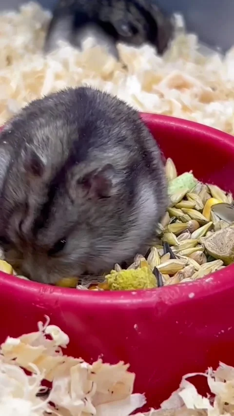 A small fluffy animal hamster eats grain. An interesting hamster. Face of an Stock Footage 248437285