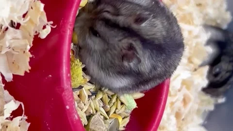 A small fluffy animal hamster eats grain. An interesting hamster. Face of an Stock-Footage 250029126