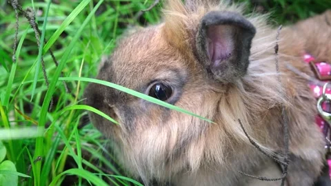 A small fluffy beautiful funny red rabbit sits in the green grass with a funny Stock Footage 243172626