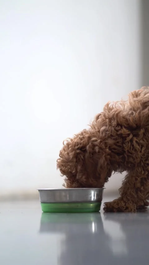 Small fluffy brown dog enjoys food from stainless steel bowl indoors. Stock-Footage 342442444