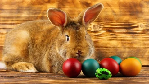 A small fluffy brown Easter bunny with painted colorful Easter eggs sits on a Stock Footage 145960027