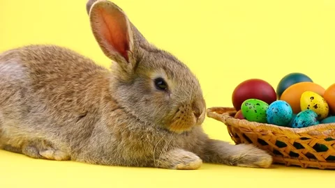 A small fluffy brown Easter bunny lies near a wooden wicker basket with a Stock Footage 148006339