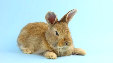 A small fluffy brown handmade rabbit lies on a pastel blue background Stock Footage 146352930