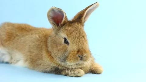 A small fluffy brown handmade rabbit lies on a pastel blue background Stock Footage 147906106