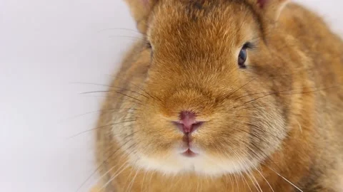 A small fluffy brown rabbit with a large mustache wiggles its nose close-up on a Stock Footage 147960813