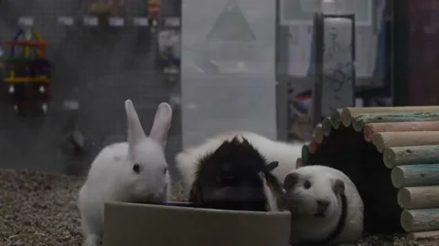 Small fluffy bunny rabbit and guinea pig in pet store cage short clip 4K Stock Footage 218219940