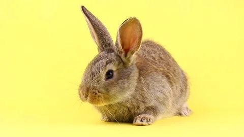 A small fluffy calm brown Easter bunny sitting on a pastel yellow background Stock Footage 146936605